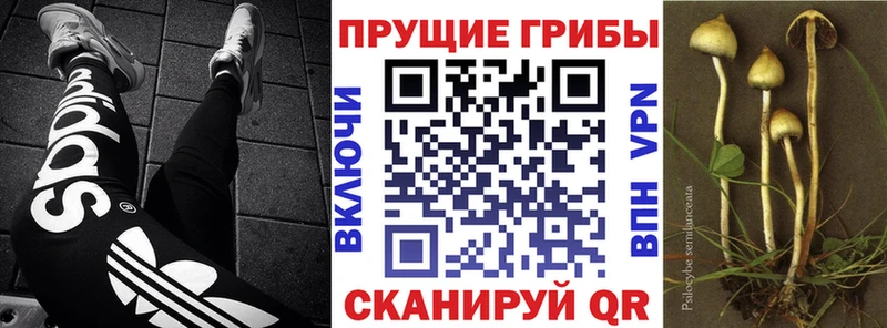 OMG рабочий сайт  Куса  Галлюциногенные грибы мицелий 
